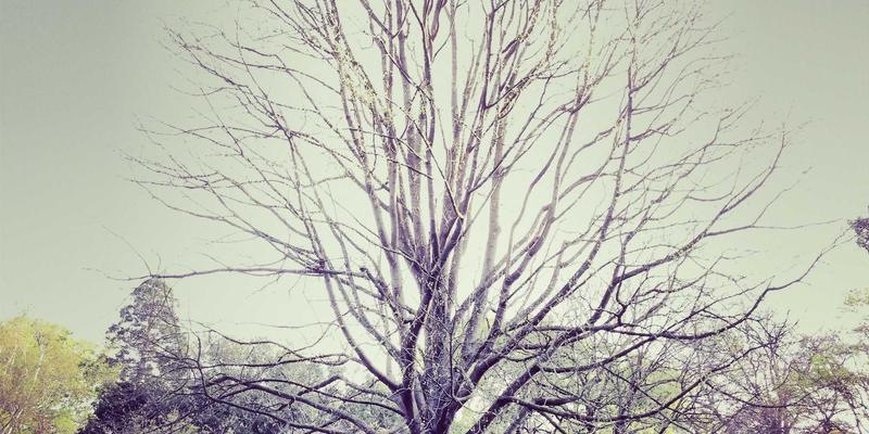 LXDAH赋能电商:融合SEO与数字营销的下一代增长策略