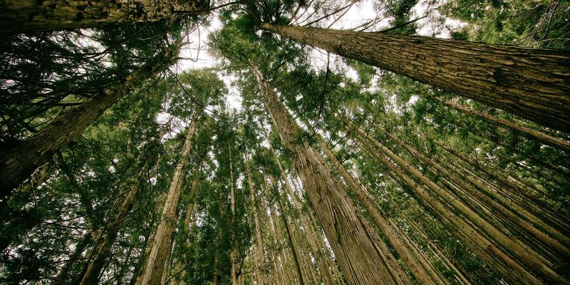 社交电商崛起：数字营销如何重塑电子商务新格局