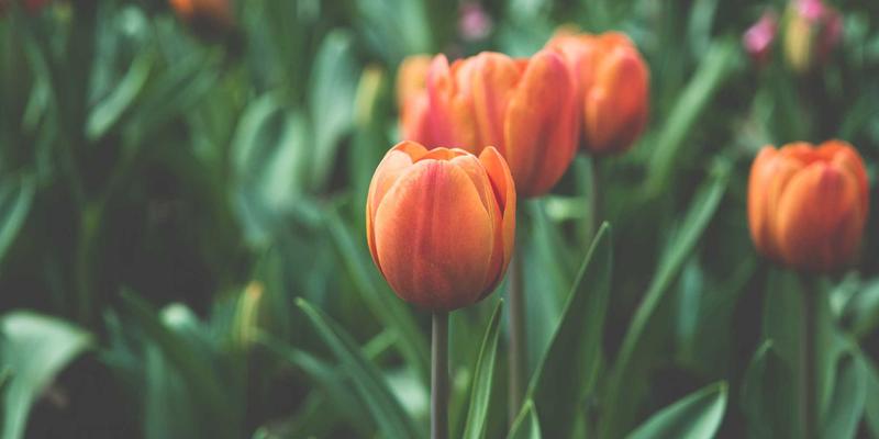 融合社交基因：电商平台如何通过Web Design整合社交媒体购物功能并制定高效营销策略